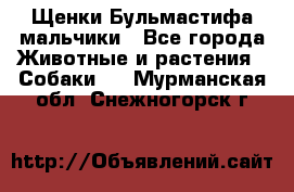 Щенки Бульмастифа мальчики - Все города Животные и растения » Собаки   . Мурманская обл.,Снежногорск г.